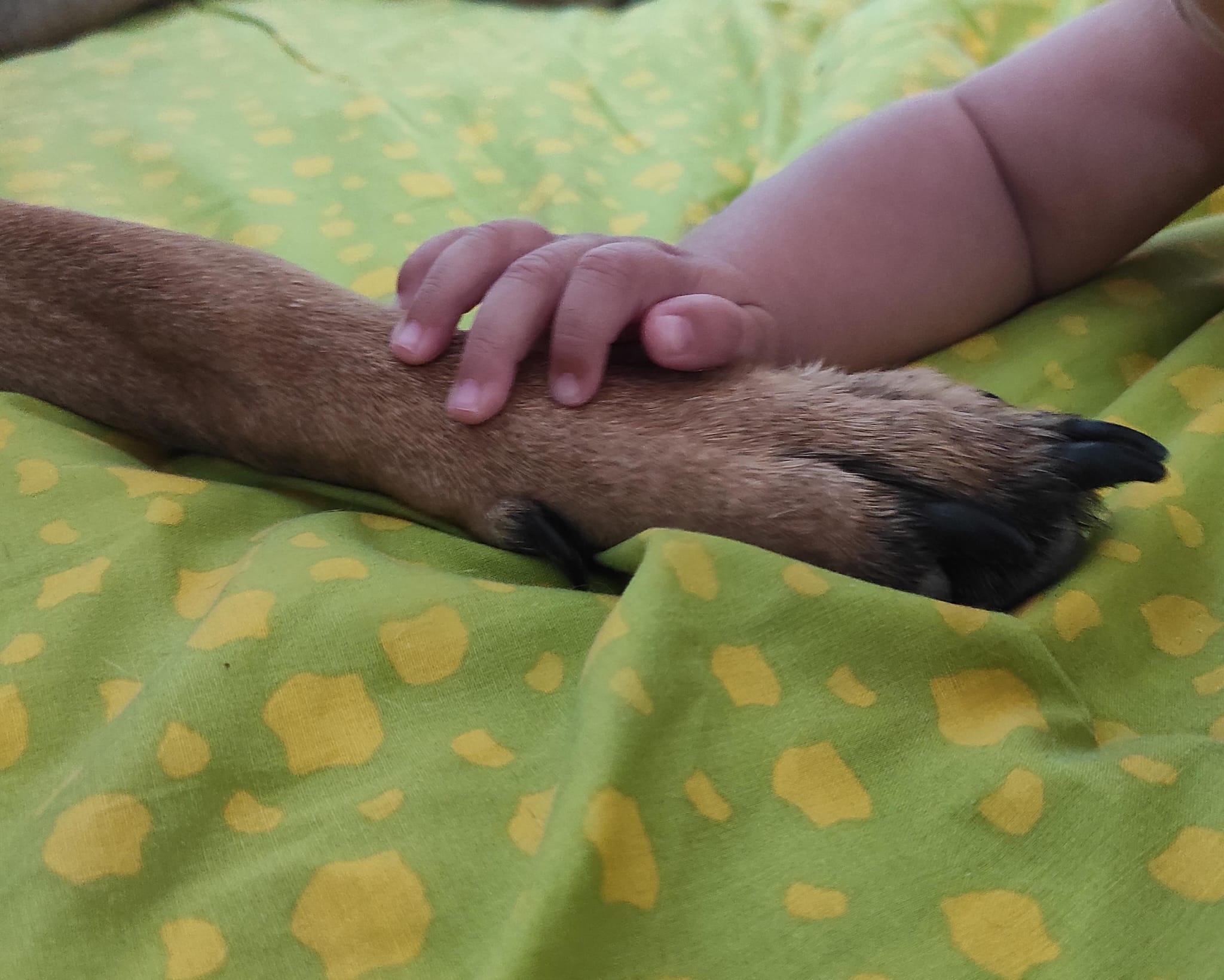 <a href="https://grandesmetas.com/mentoria-canina/"><u><b><span style="color:#1256df;">Bienestar Animal</span></b></u></a>